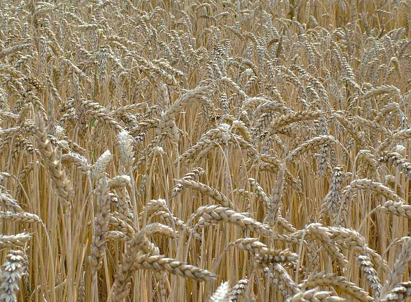 a field of wheat ready to be harvested