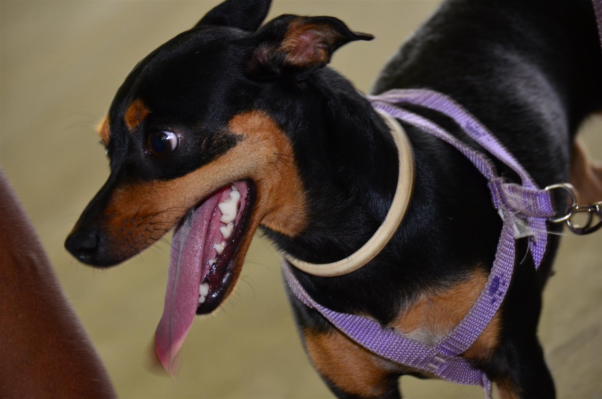 a small black and brown dog holding a purple leash