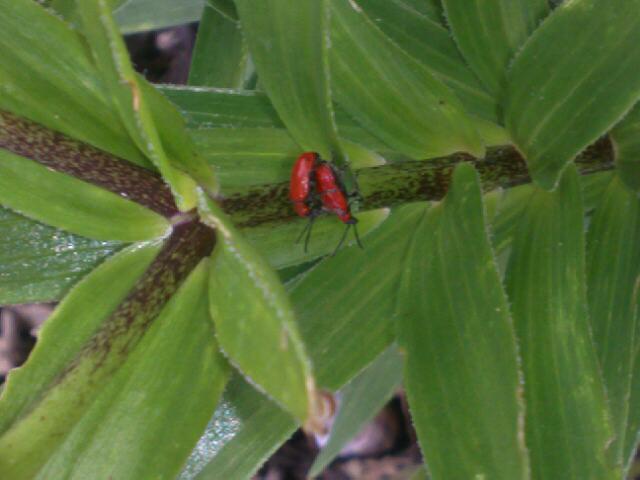 red bug on a green plant with white stripes