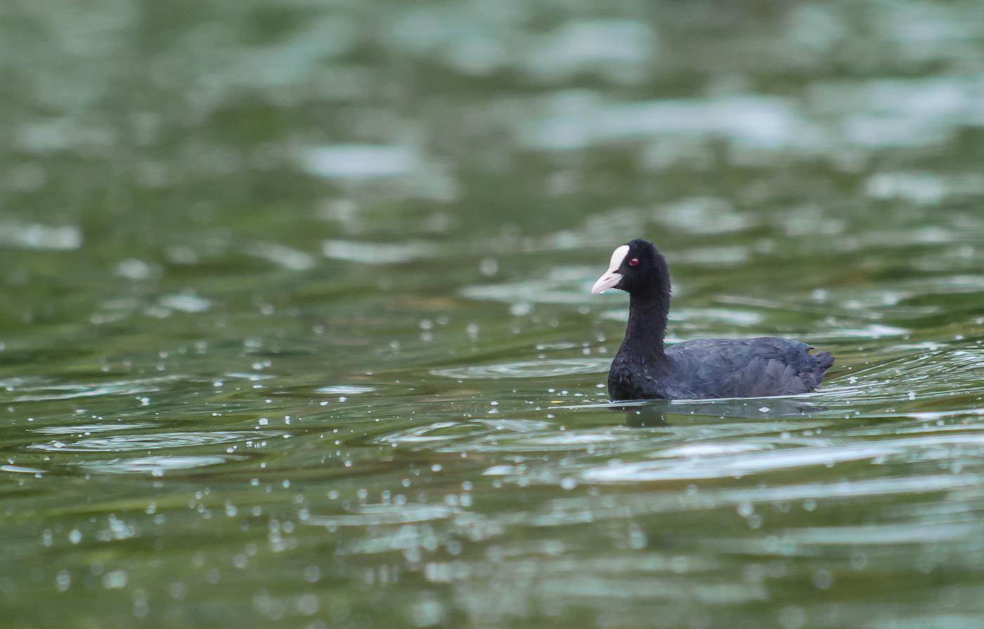 black bird swims in the water near a shore