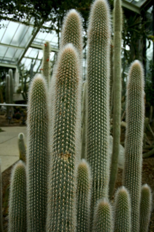 large cactus in a greenhouse with some other plants in the back