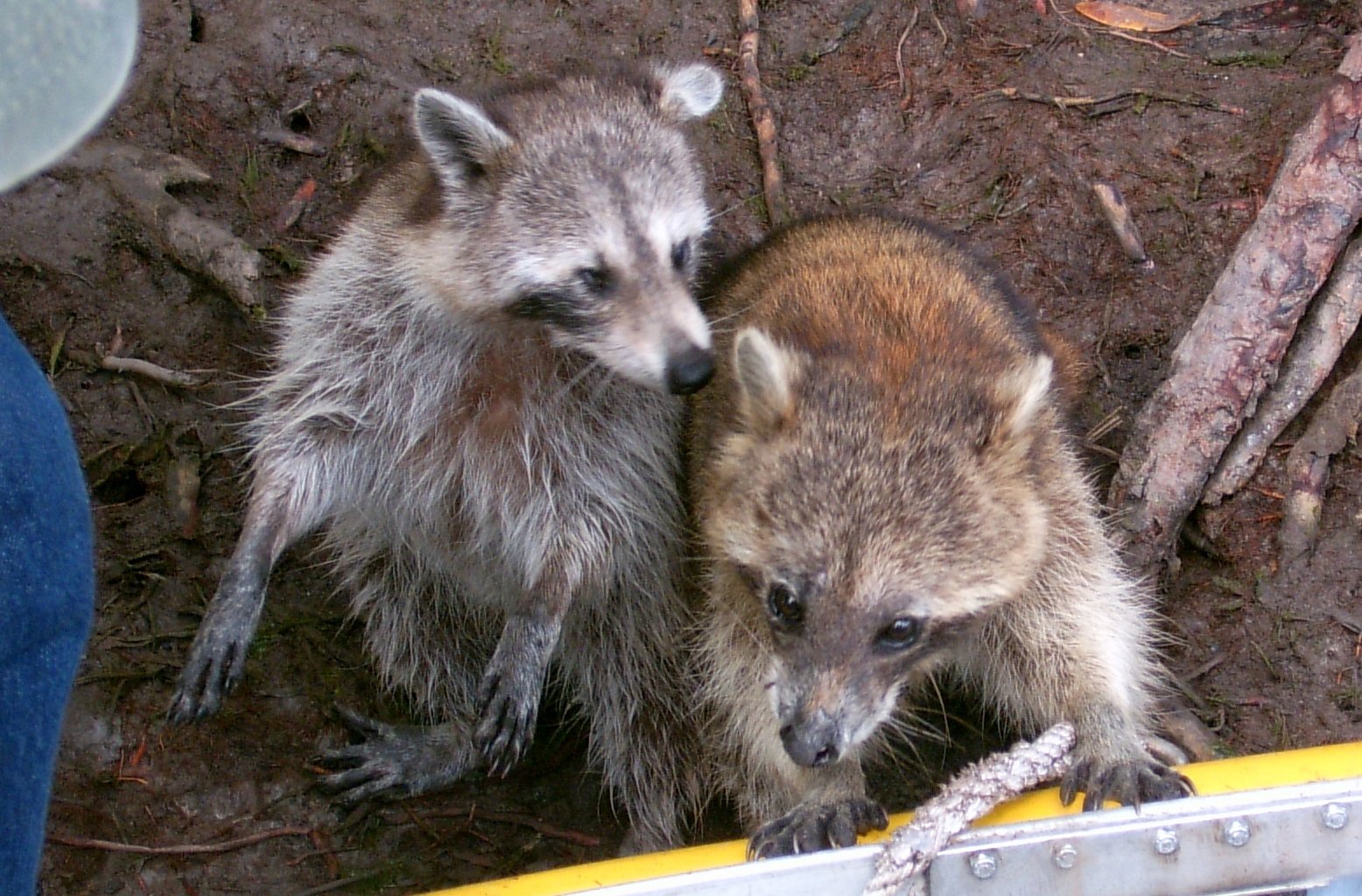 two raccons stand close together in an enclosure