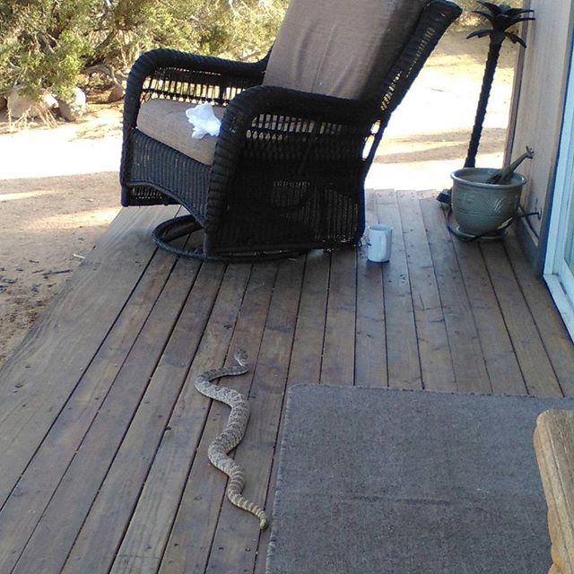 an image of a snake on a deck