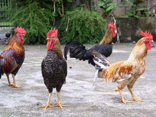 a number of chickens on a cement surface