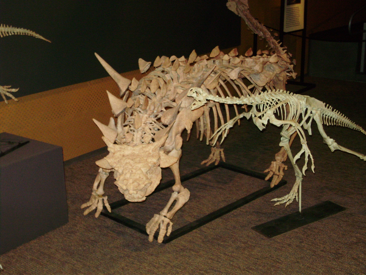 a model of a t - rex with a skeleton in the foreground