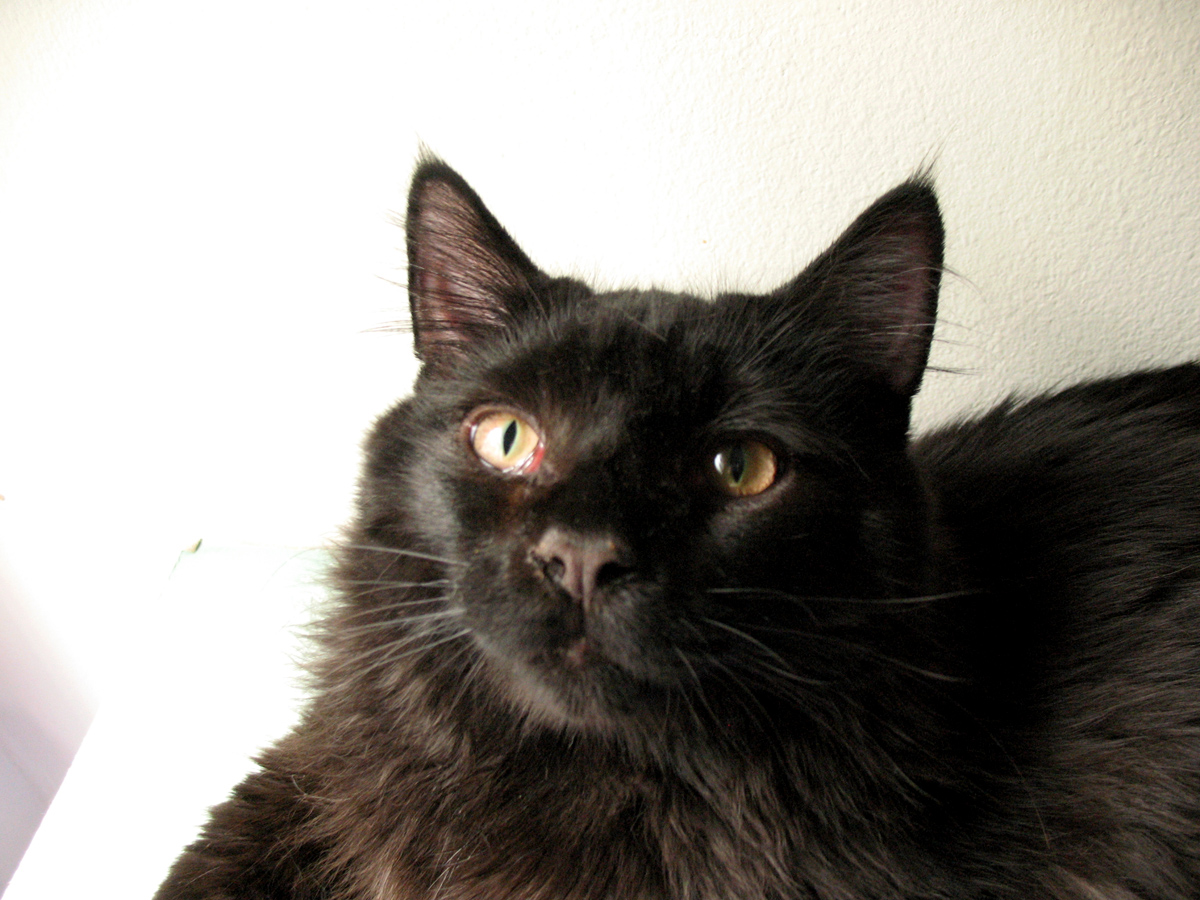 a black cat stares intently at the camera
