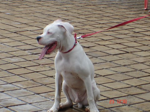 a white dog sits on a brick sidewalk