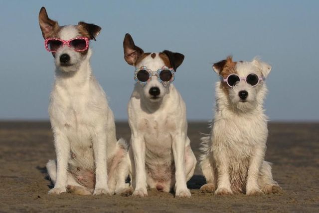 three white dogs wearing sunglasses sitting on a beach