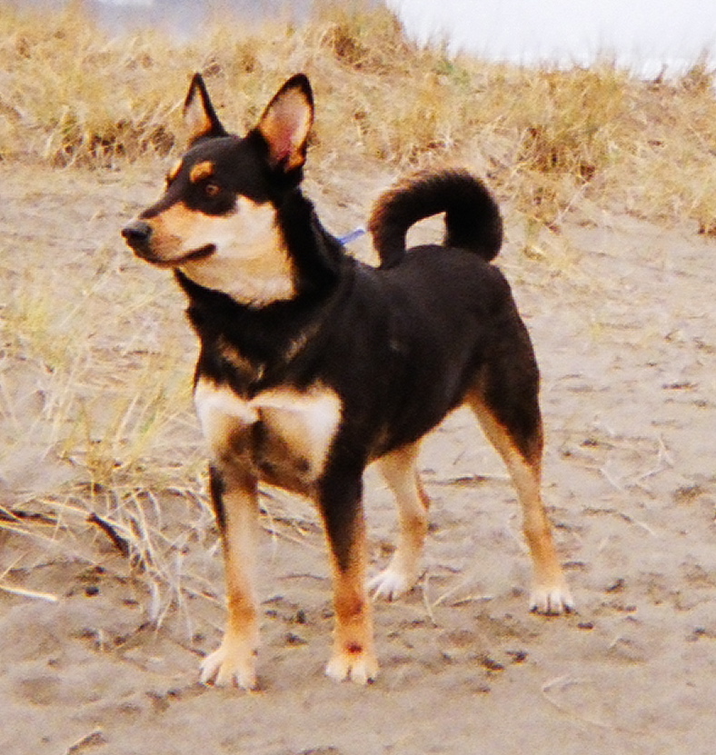 a dog standing on the sand looking at the camera