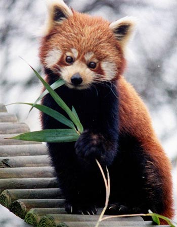 there is a little red panda eating leaves on the roof