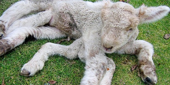a furry lamb sleeping in the grass with a black eye