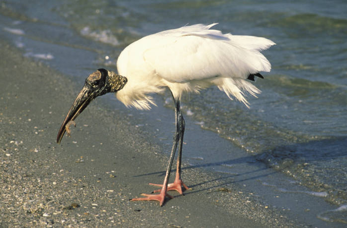 there is a large white bird with long beak on the beach