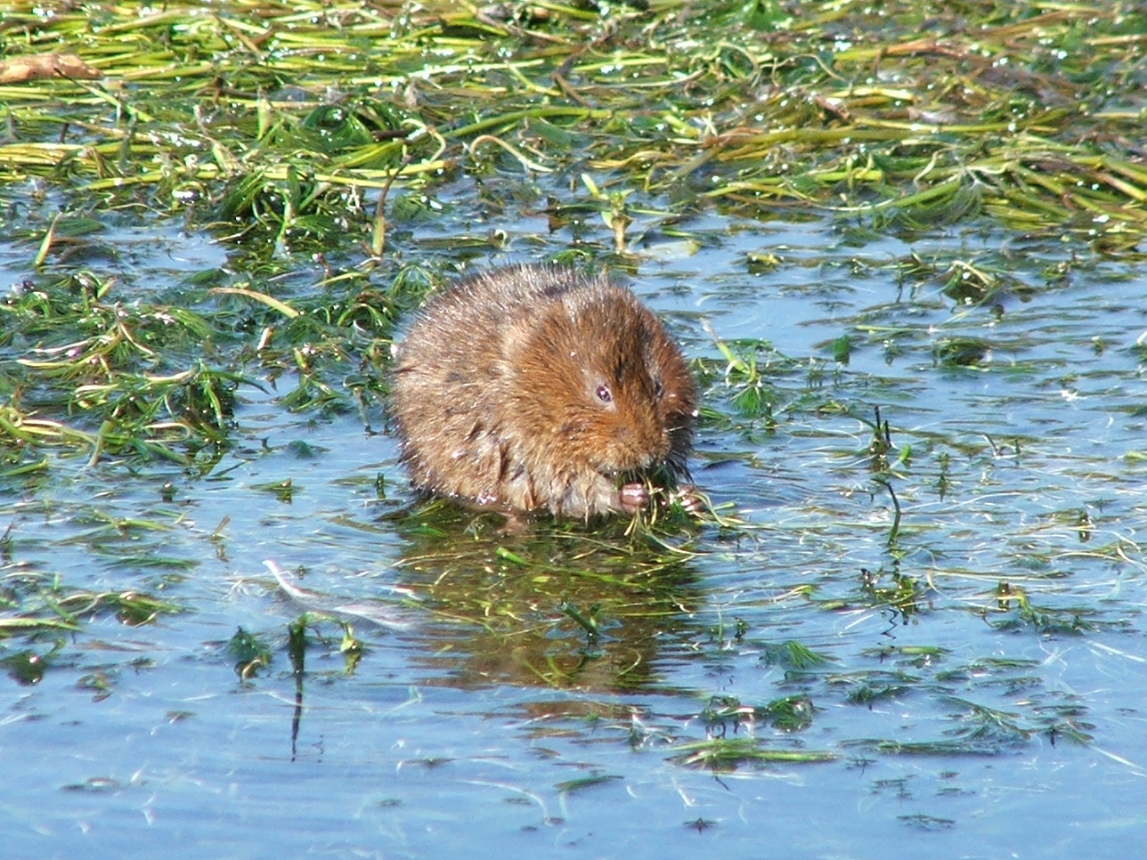 a mouse in shallow water on the grass