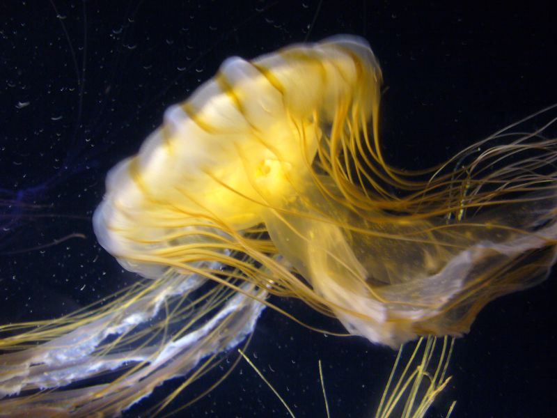 a jellyfish looks up at the camera