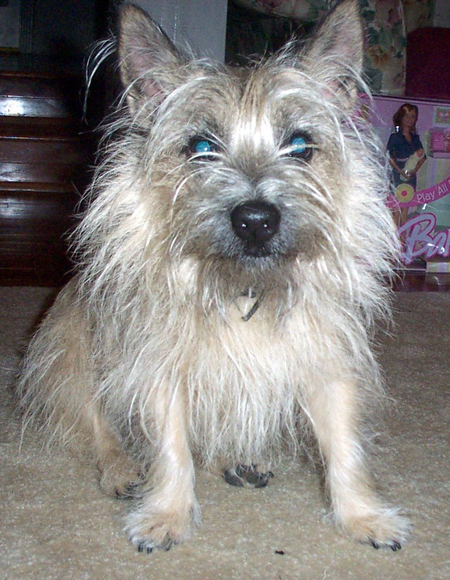 a dog with blue eyes and a white fur