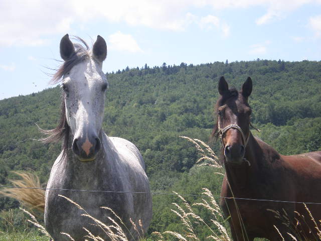 two brown horses in grassy field with mountains in background