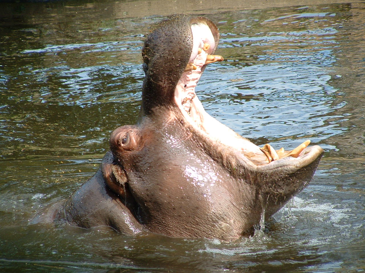 a hippo sitting in the water with it's mouth open