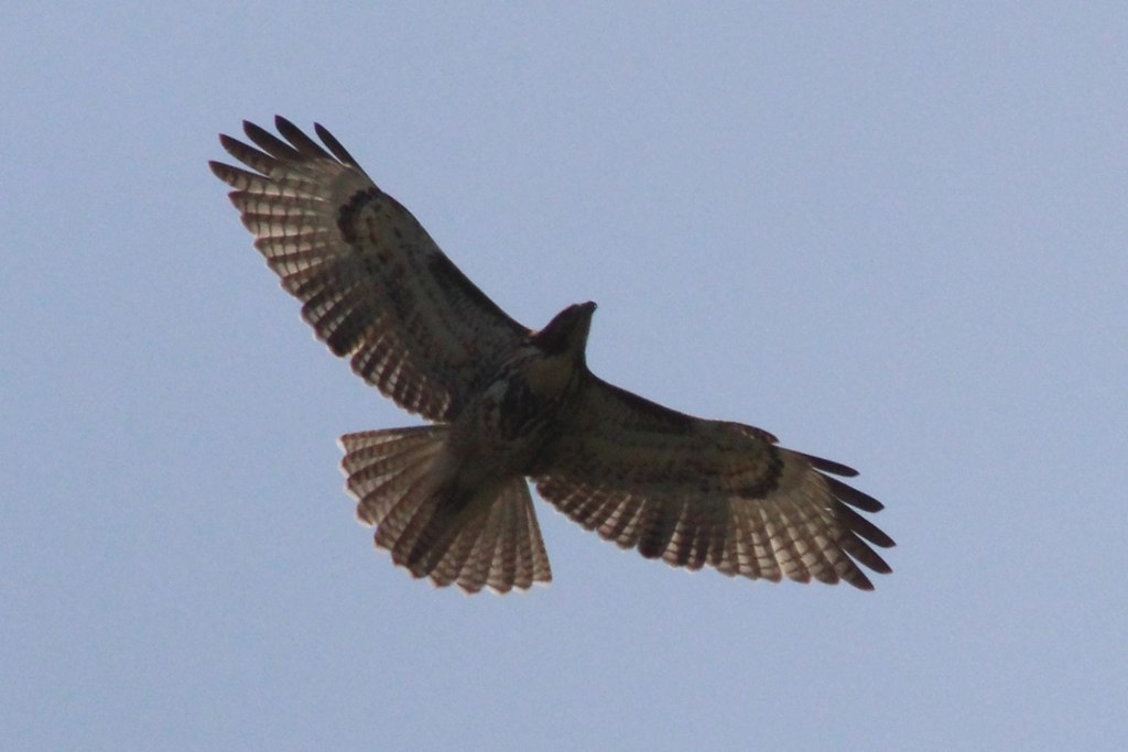 a large bird flying through the blue sky