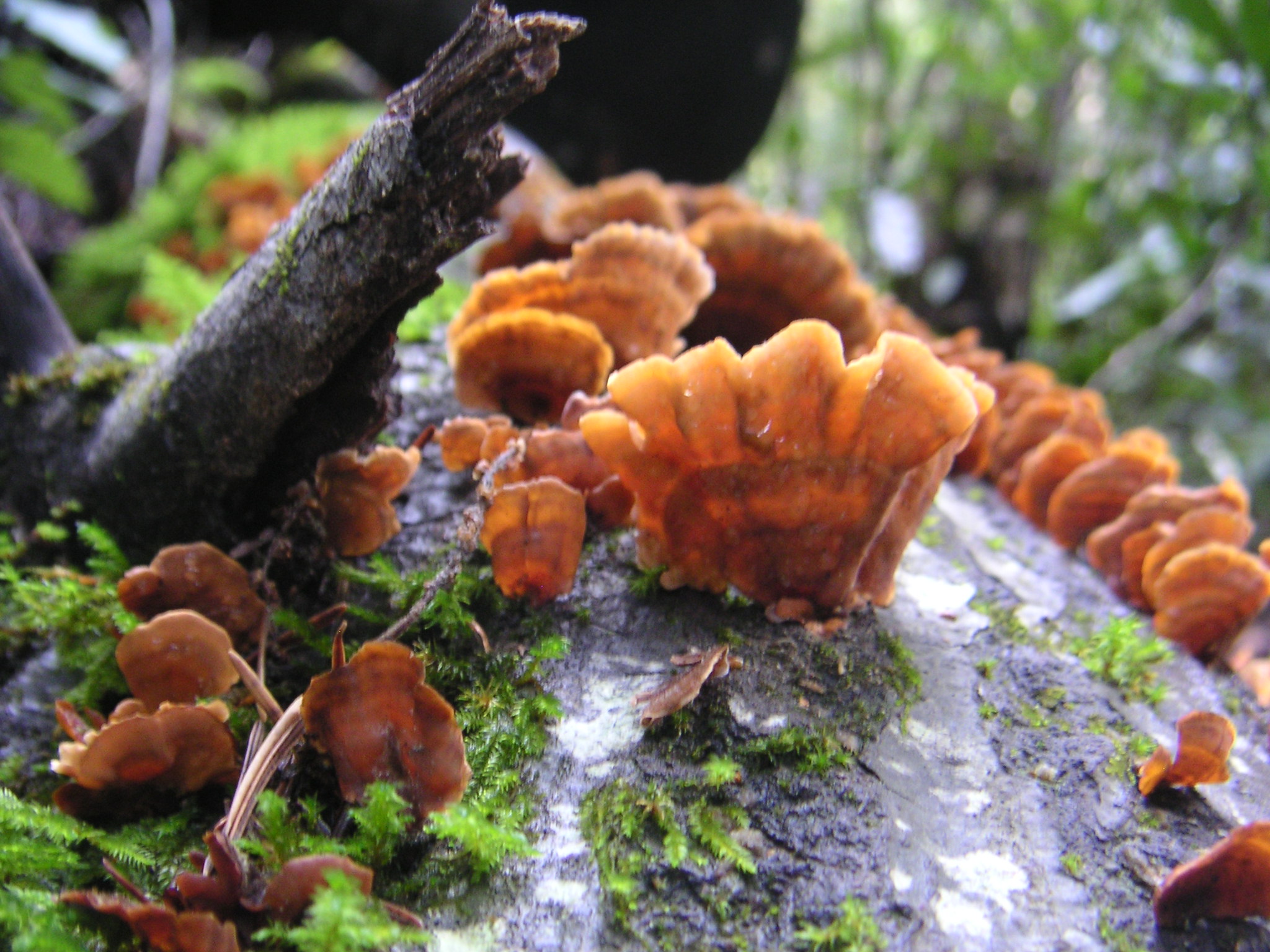 a large group of mushrooms sit on a moss covered rock
