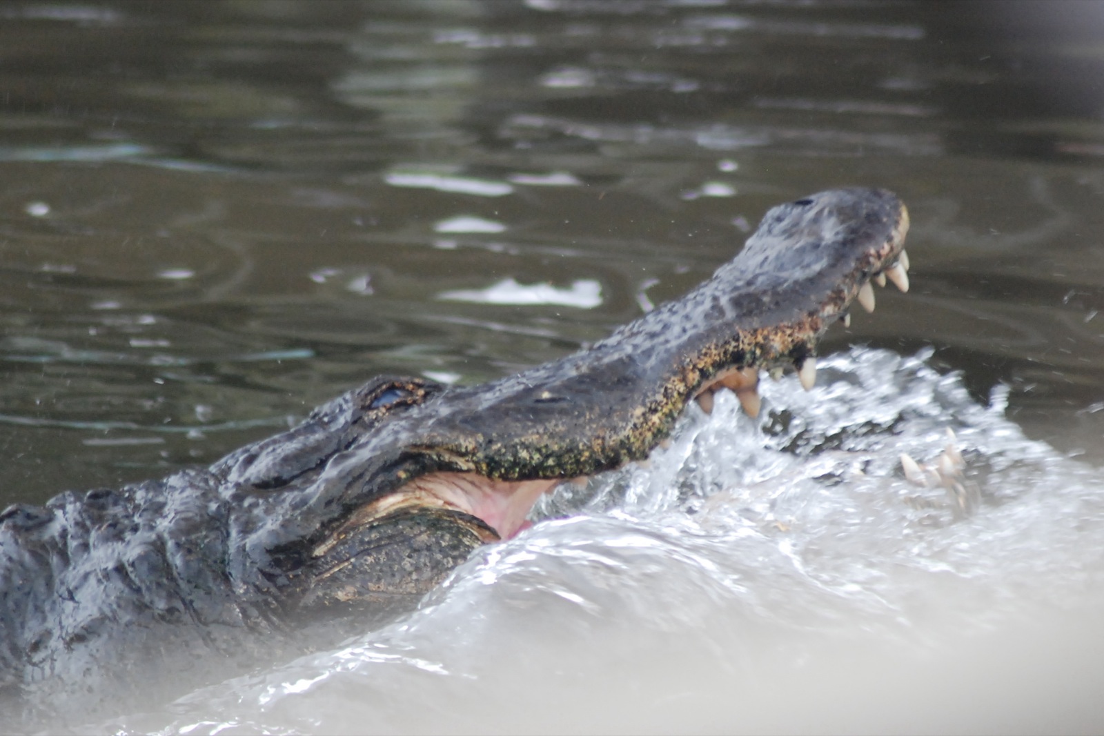 a large alligator in the water with its mouth open