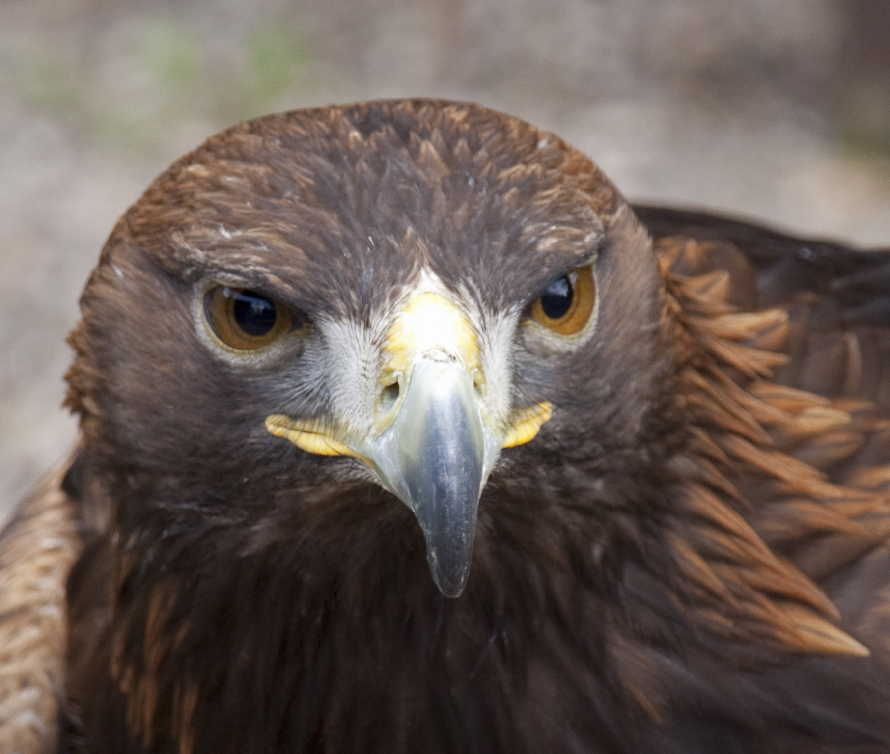 a big brown and yellow hawk with black feathers