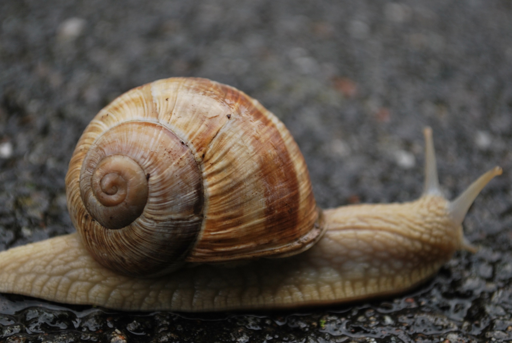 a snail is moving along the pavement