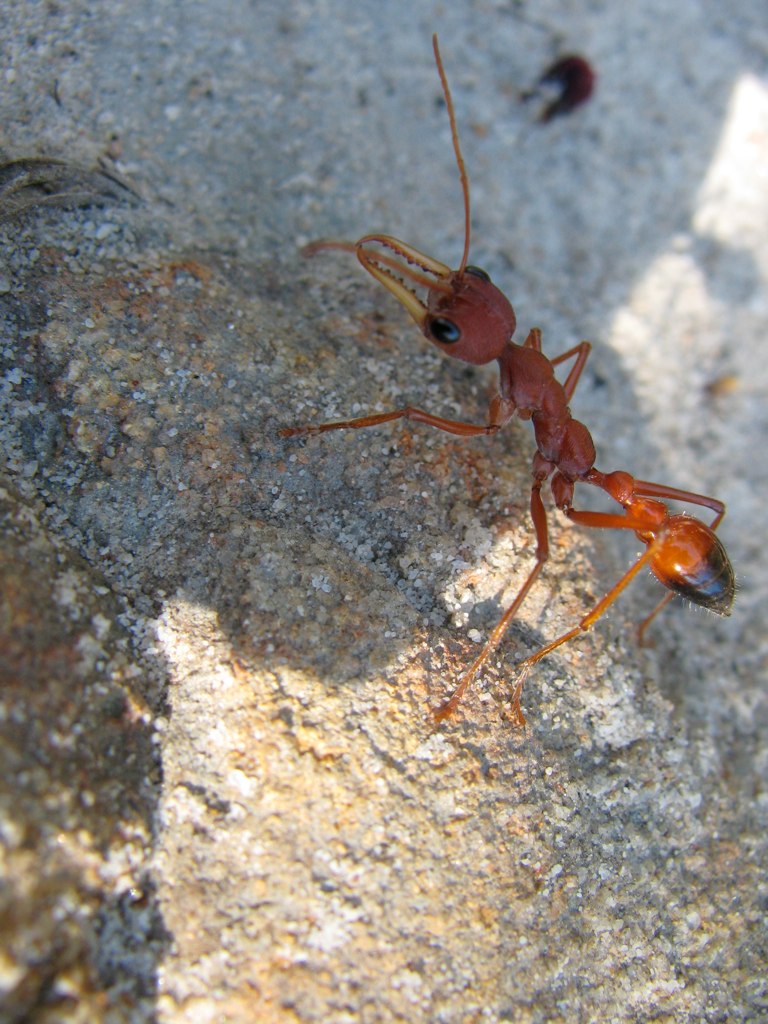 an ant insect on a cement surface