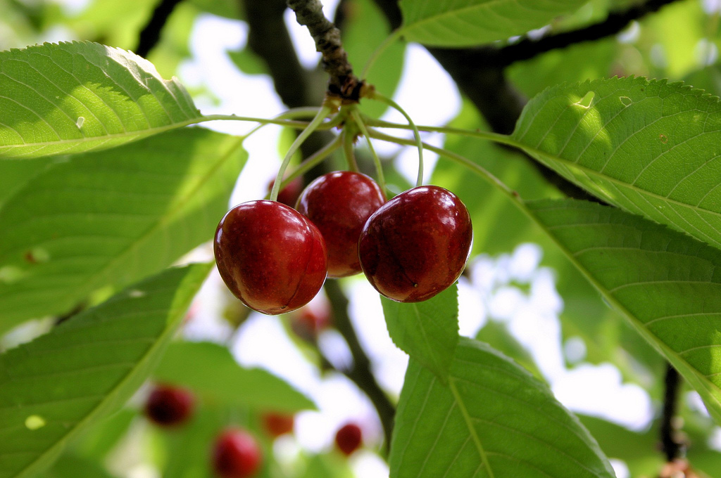 two cherries hang from a nch with green leaves