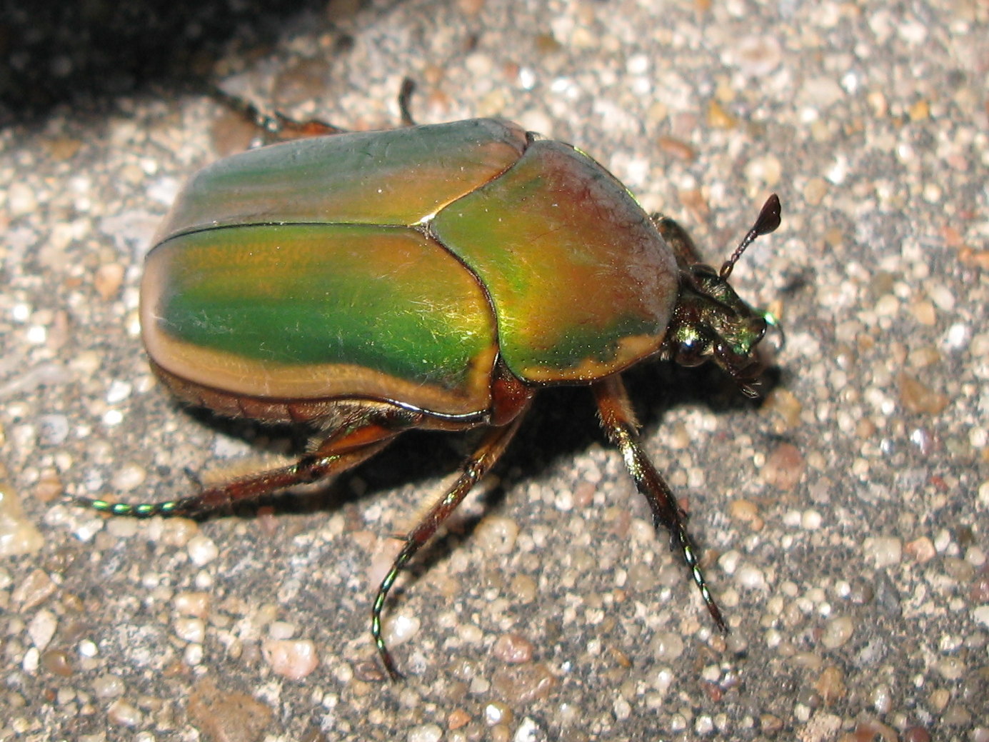 a close up view of a colorful bug on a road