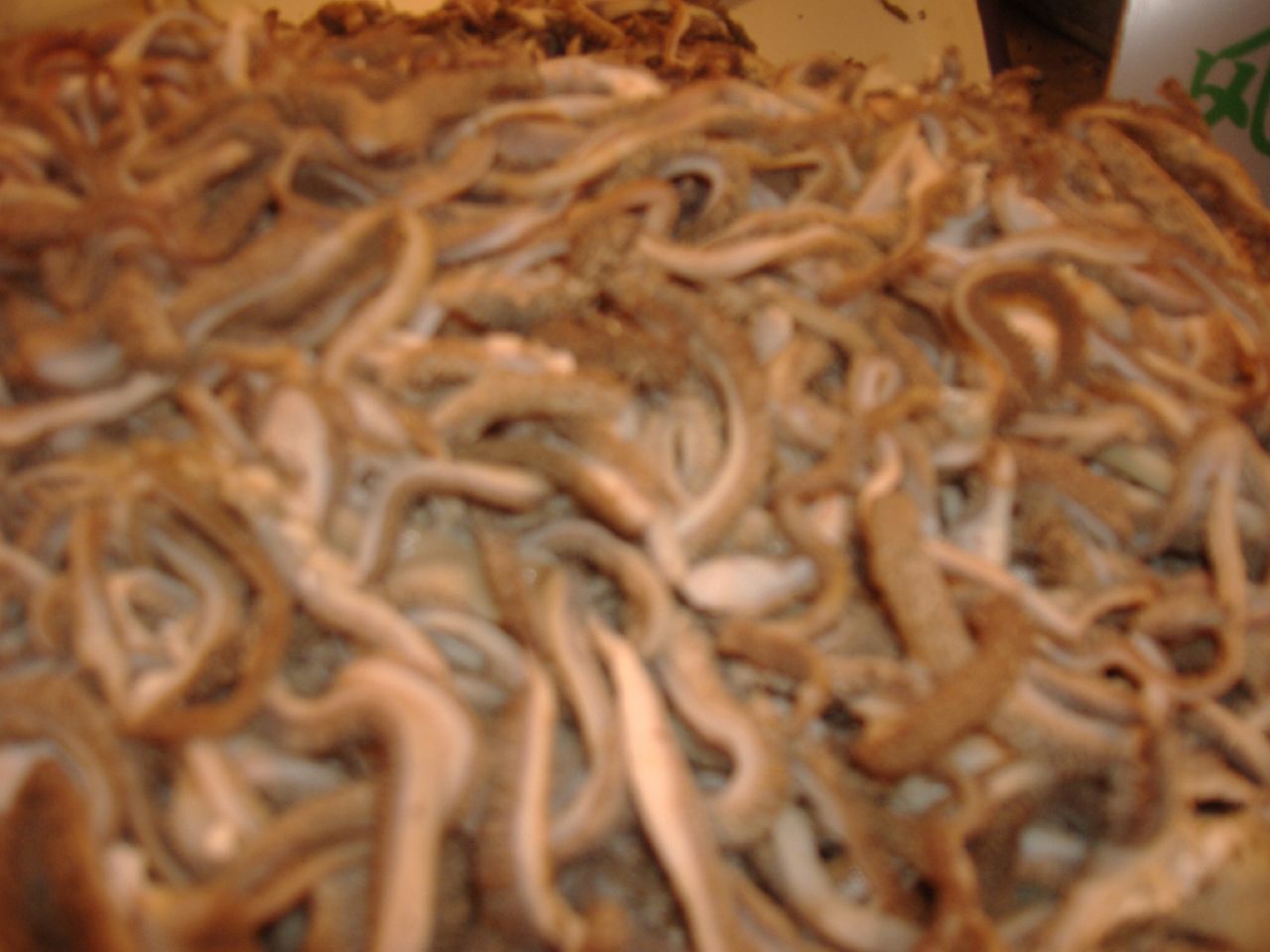 a group of food with a pile of worms sticking out of it