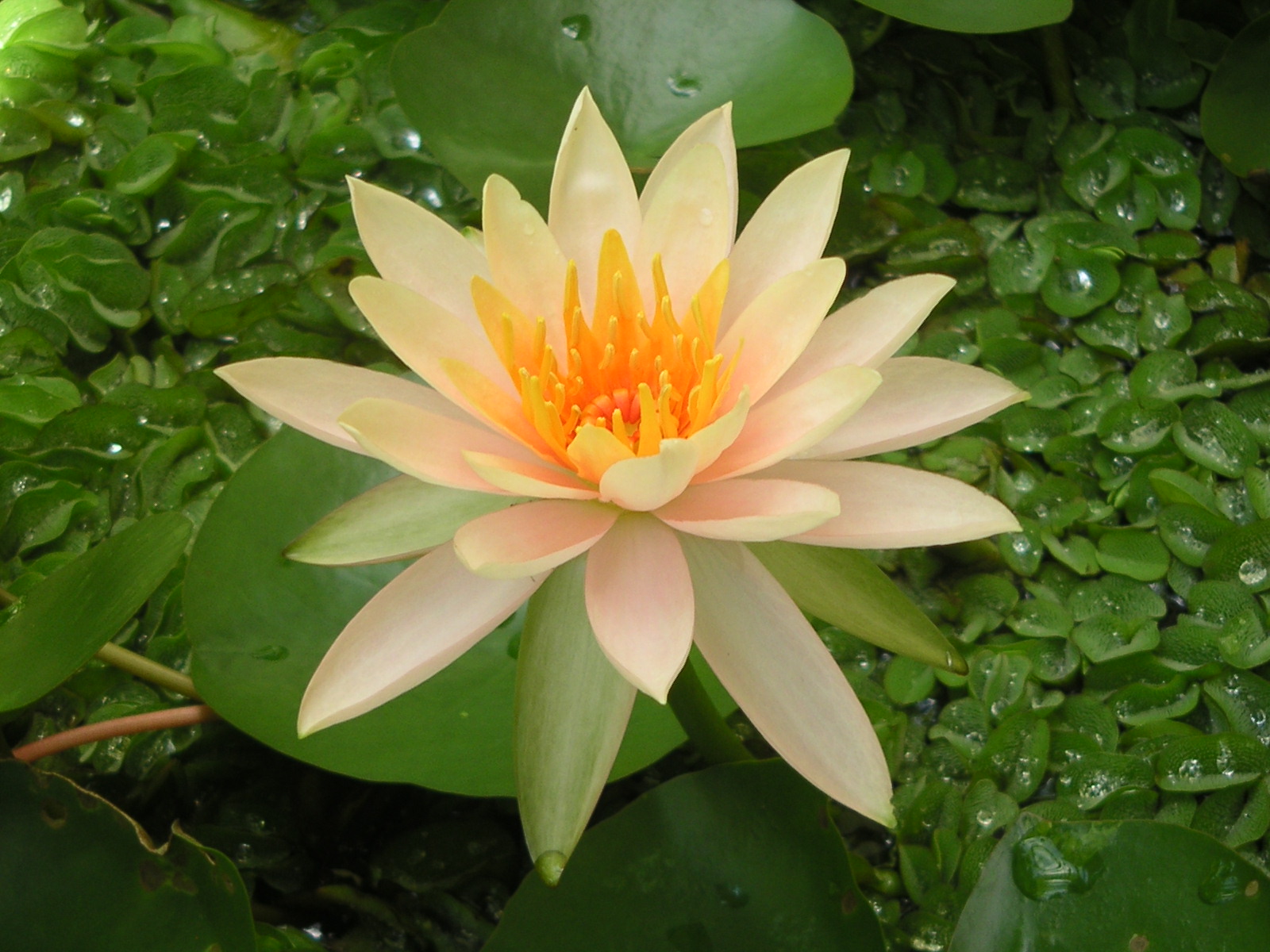 water lily sitting in a pond in the middle of leaves