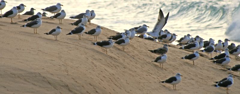 there are many seagulls standing on the beach