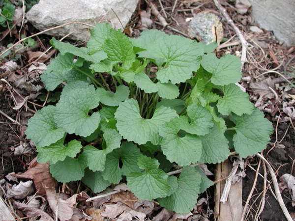a small plant growing from the ground in leaves