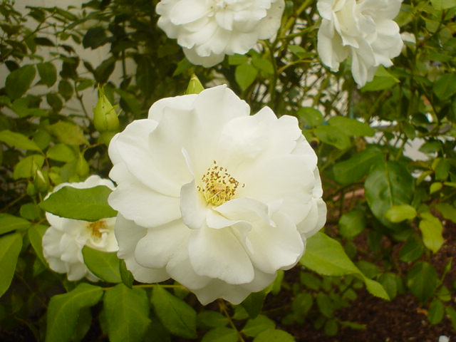 a closeup of white flowers on a bush