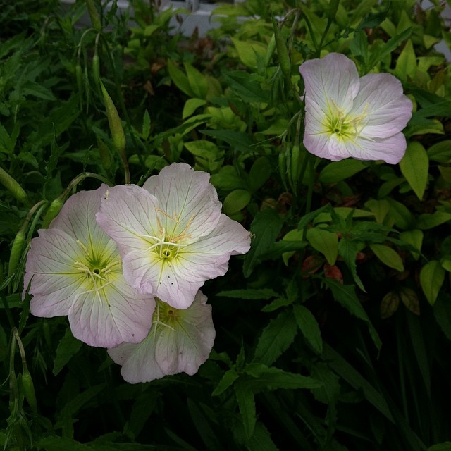 white flowers sit on the ground surrounded by green leaves