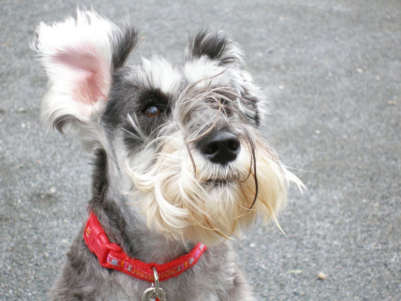 a small gray dog with a red collar is looking off to the side