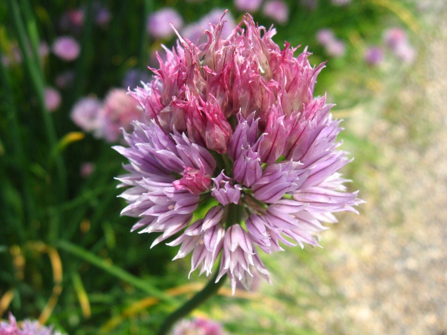 pink flowers and green leaves line the ground