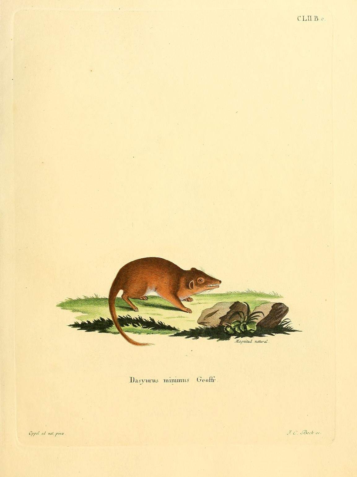 an illustration of an animal on the ground