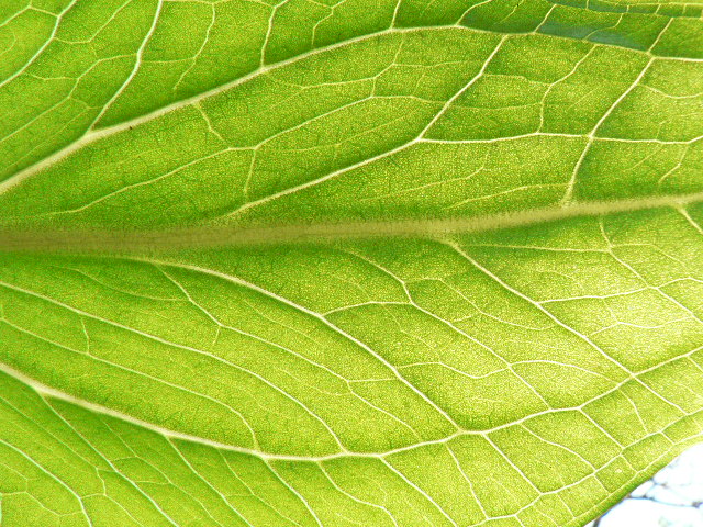 a leaf's frond is shaped and is uncut