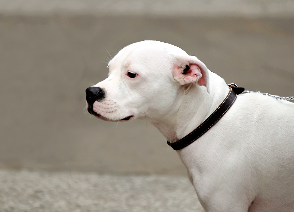 white dog with black collar looking forward on concrete
