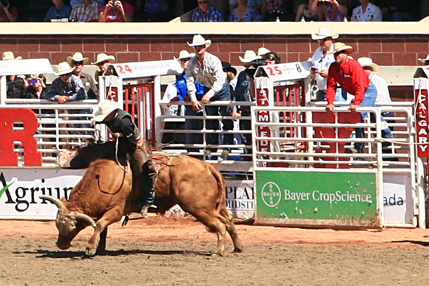 a bull is getting bucked by a man on the back