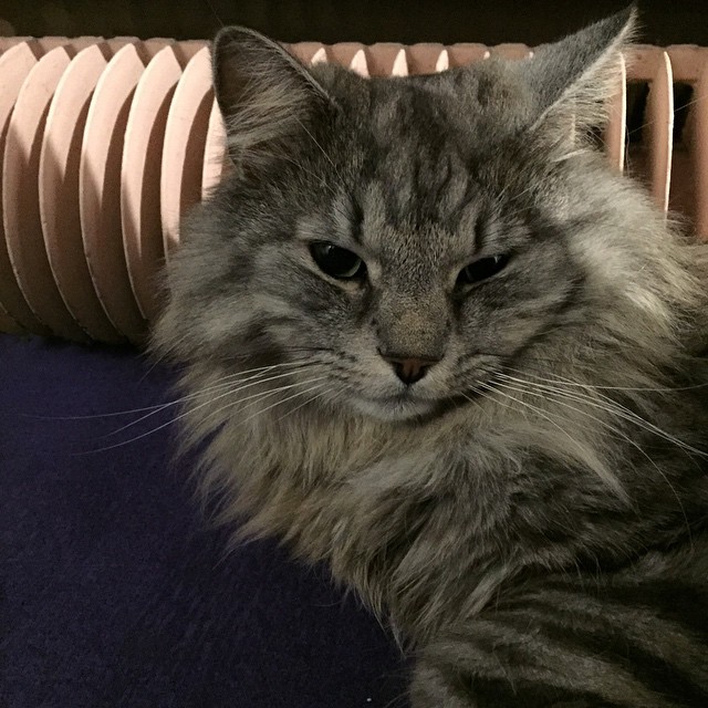 the gray cat is sitting under a heater