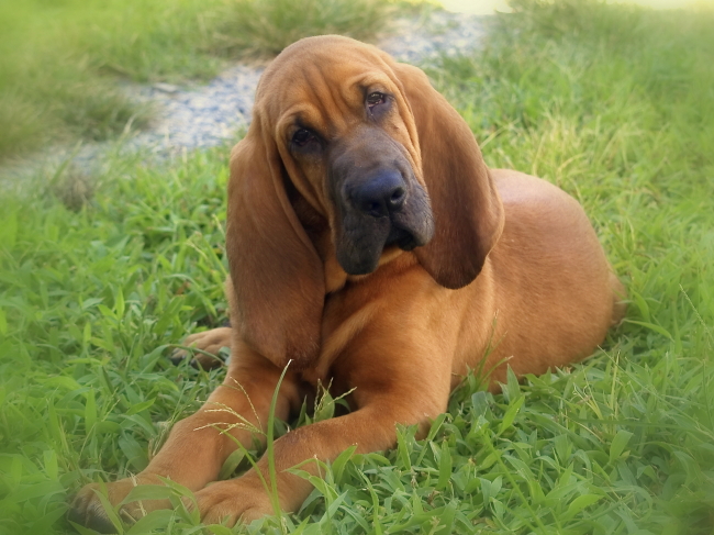 a big brown dog lying on top of grass