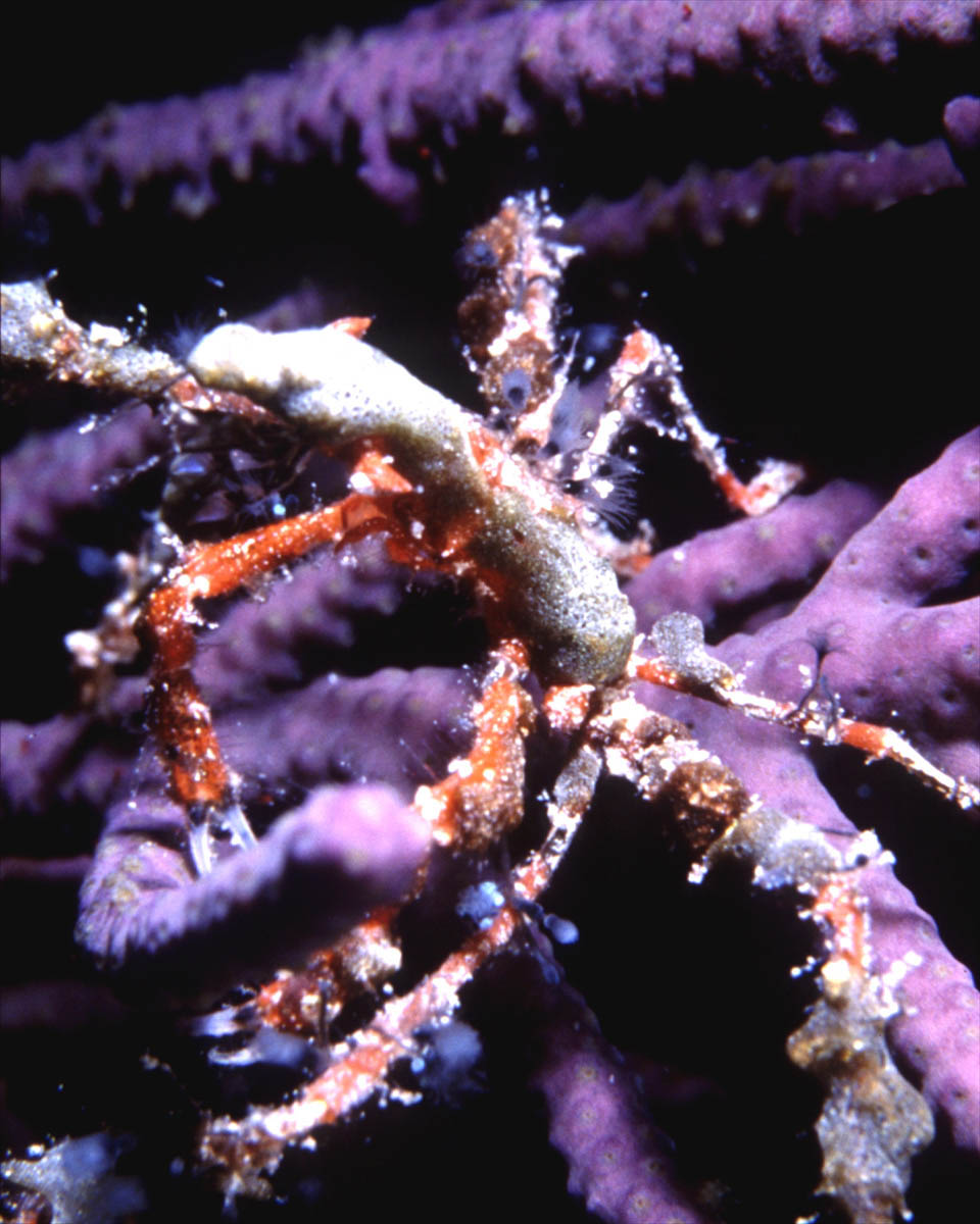 an octo crawling on the side of some coral