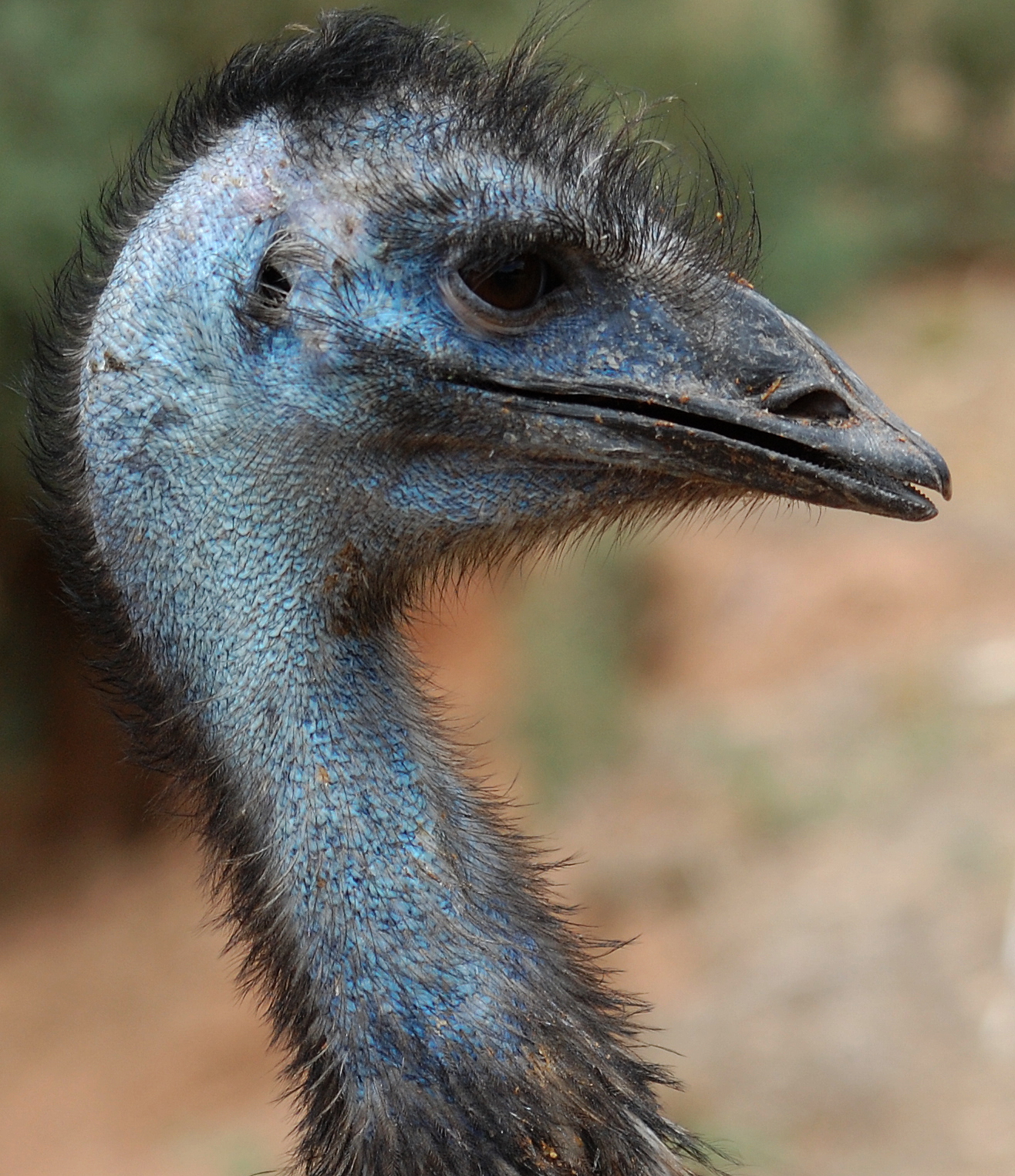 an emu is looking forward in the distance