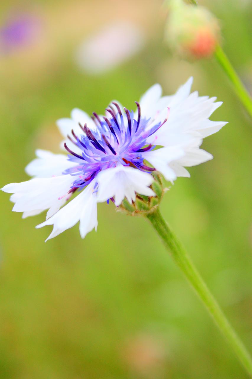 the white flower with blue petals has long stems