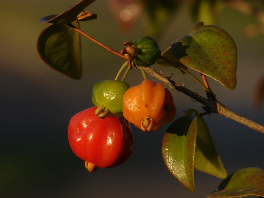 two small fruits hang from a nch with a few leaves