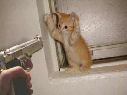 a kitten on a window sill reaching up to a gun