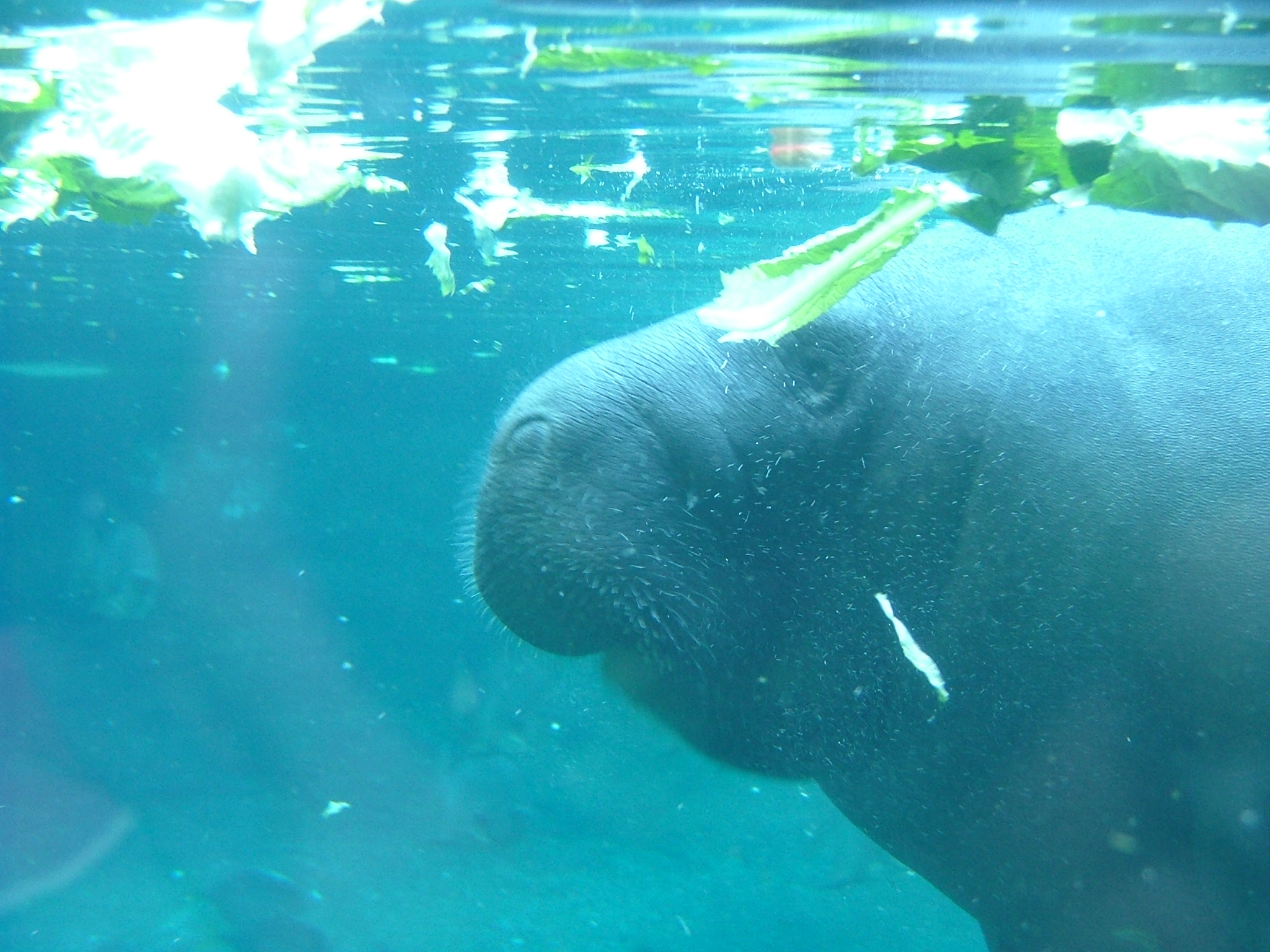 a baby elephant swims near water plants