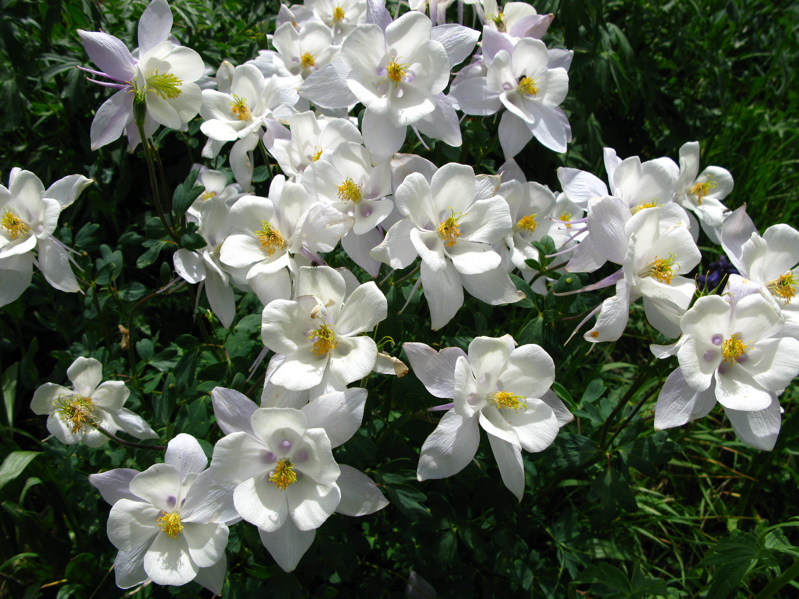 white flowers are blooming in the grass